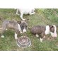Bullterrier - Hündin