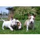 Bullterrier - Hündin