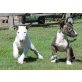 Bullterrier - Hündin