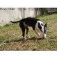 Bullterrier - Hündin