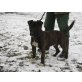 Bullterrier - Rüde