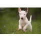 Bullterrier - Rüde