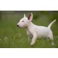 Bullterrier - Rüde