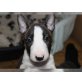 Bullterrier - Rüde