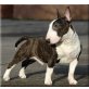 Bullterrier - Rüde