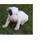 Bullterrier - Rüde
