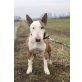 Bullterrier - Rüde