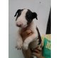 Bullterrier Welpe, Bullterrier Welpen - Rüde