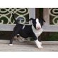 Bullterrier Welpen - Hündin