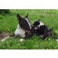 Bullterrier Welpen - Hündin