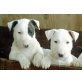 Bullterrier Welpen - Hündin