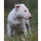 Bullterrier Welpen - Hündin