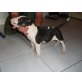 Bullterrier Welpen - Rüde