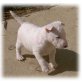 Bullterrier Welpen - Rüde