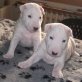 Bullterrier Welpen - Rüde
