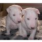 Bullterrier Welpen - Rüde