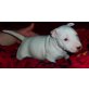 Bullterrier Welpen - Rüde