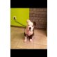 Bully, American Bulldog Welpen - Rüde