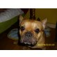 Bully, Französische Bulldogge - Rüde