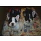 Bully, Französische Bulldogge Welpen - Rüde