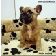 Bullys vom Maintal, Französische Bulldogge Welpen - Rüde
