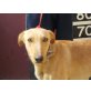 Bulon, netter Galgo Mix - Rüde