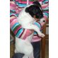 Bummi, Jack-Russell-Terrier Welpen - Rüde