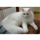 Bummi, britisch Kurzhaar + sibierische Waldkatze - Kater
