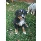 Bumper, Australian Shephard/Bernersennen - Rüde
