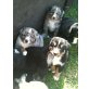 Bumper, Berneersennen/Australian Shephard Welpen - Rüde
