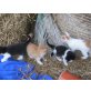 Bunte Katzenbabys aus Tricolormamas - Kater