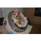 Bunte Yorkshire Terrier Babys !! Welpen - Hündin
