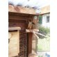 Bunthörnchen - weiblich