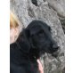 Burbon - NOTFALL, Flat Coated Retriever - Rüde