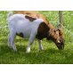 Burenmix-Jungziegen - weiblich