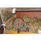 Burli, Zwergwidder wild/hasengrau - männlich