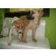 Burli und Benji, Labrador -Schäfer Welpen - Rüde