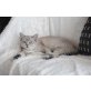 Burma-BKH-Mix - Katze