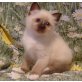 Burmakatze - Kater