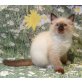Burmakatze - Kater