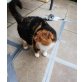 Burmakatze - Kater