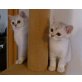 Burmakatze - Katze