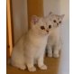Burmakatze - Katze