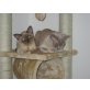 Burmakatze - Katze