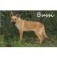 Bussi, Schäferhund-Mischling - Rüde