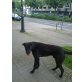 Butch, Labrador-Deutsche Dogge - Rüde