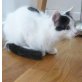 Buti, EKH-Mix mit längerem Fell, schwarz-weiß - Kater