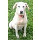 Butter, Labrador-Mix - Hündin