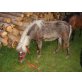 Button, Pony - Hengst