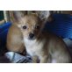 Butzi, Chihuahua langhaariger Schlag - Hündin